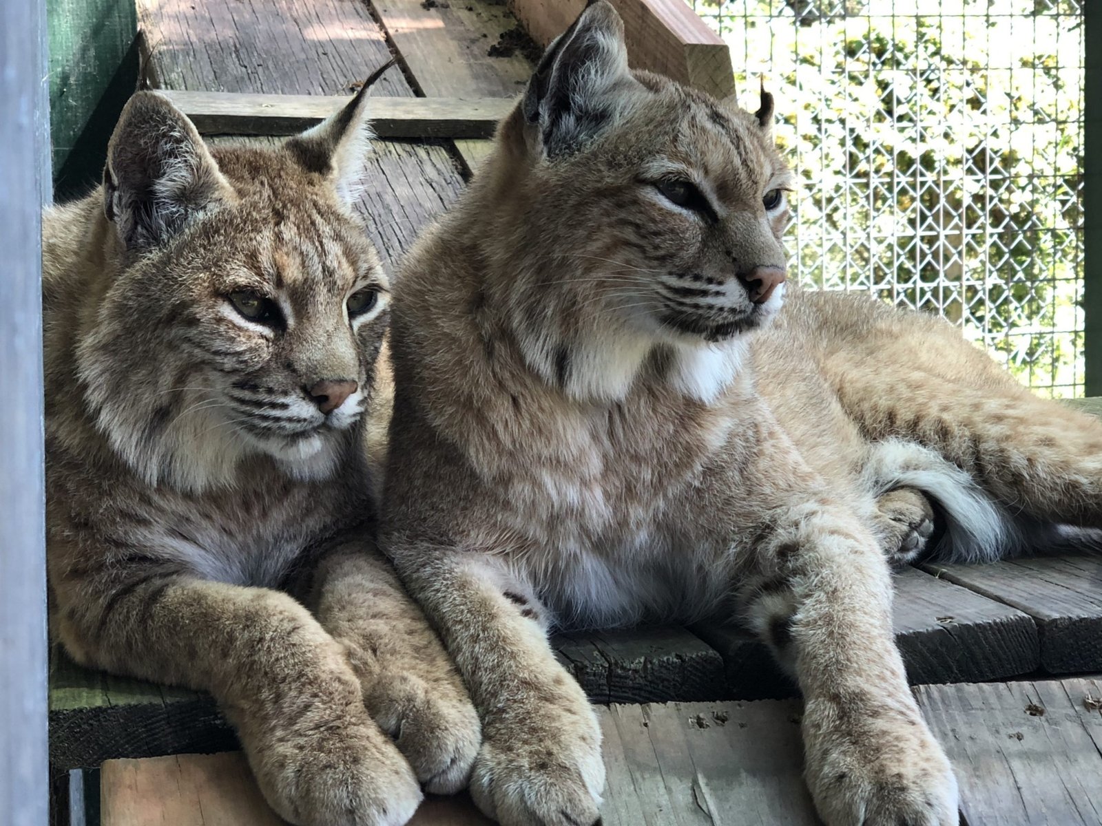 Two wild cats resting together on a wooden platform