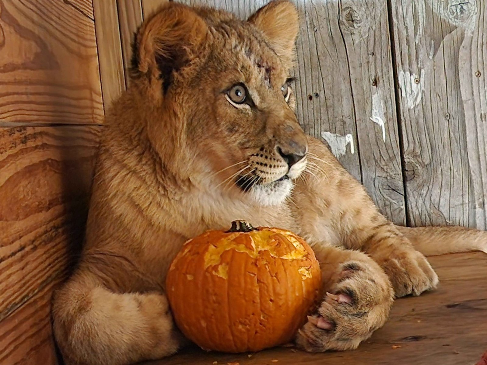 Young lion with pumpkin enrichment