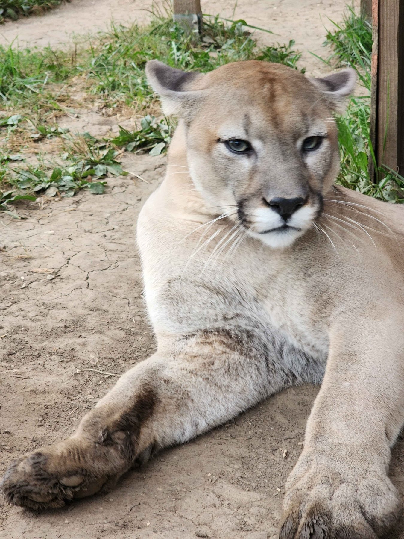 Mountain lion resting on the ground