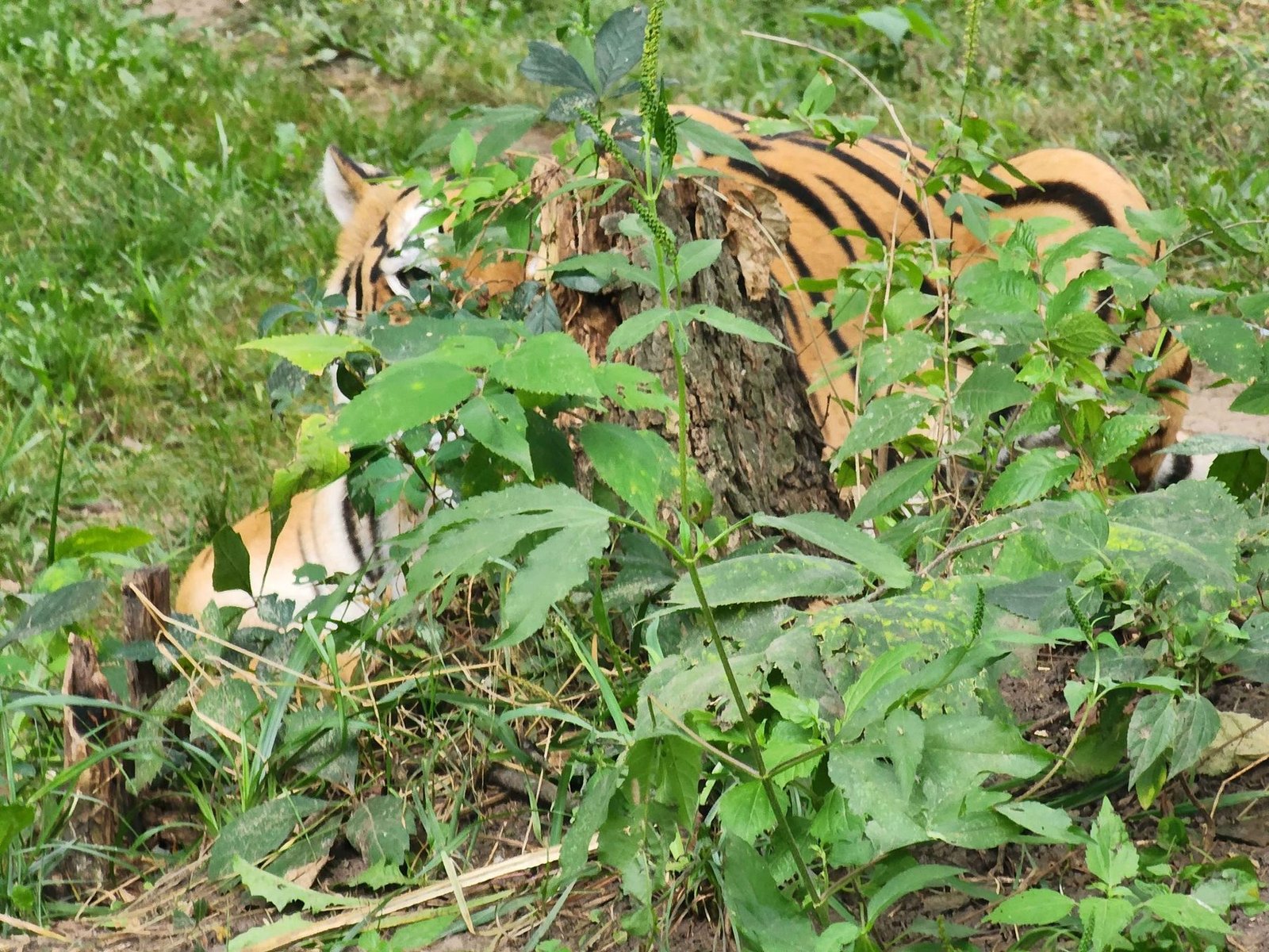 Tiger resting in cover