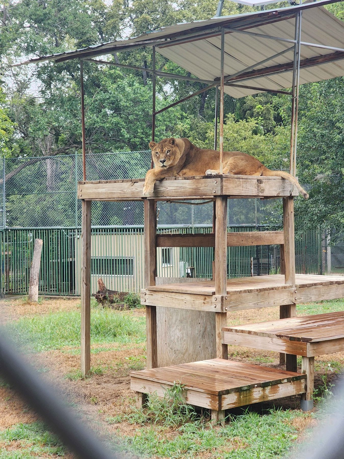 Lion resting on a raised platform