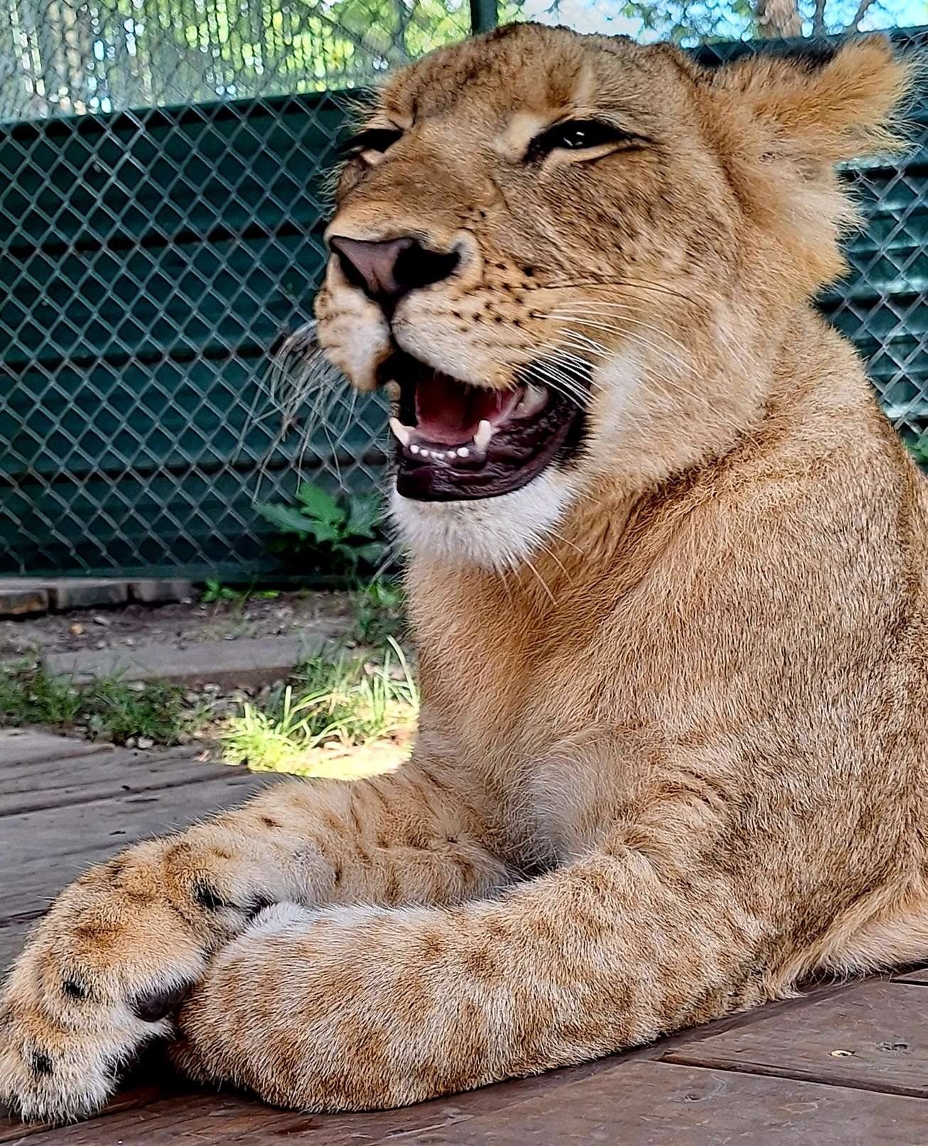 Young lion relaxing on wooden platform