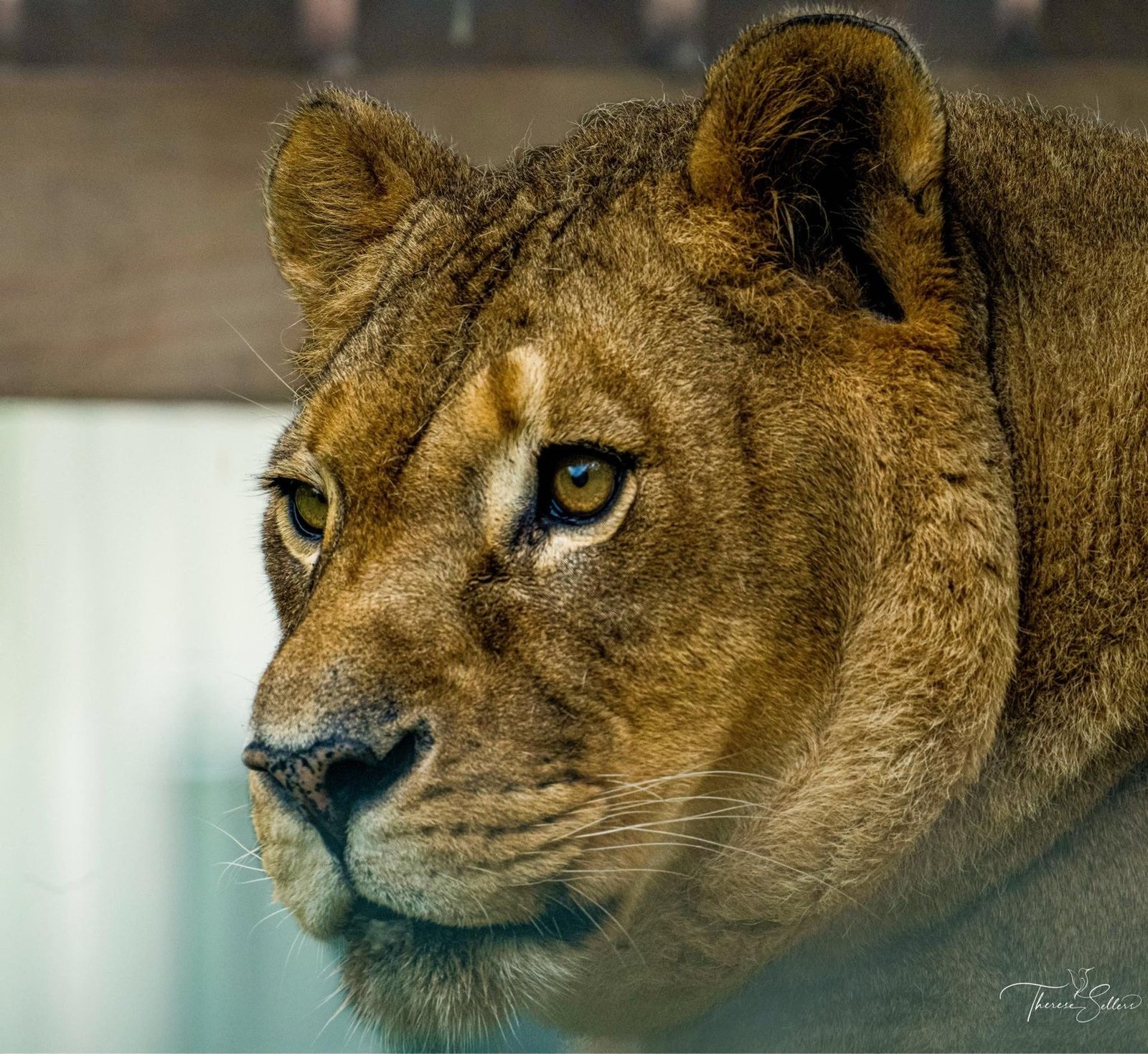 Lion close-up portrait
